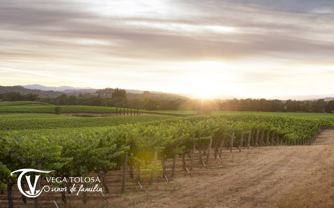 viñedo mas grande de europa