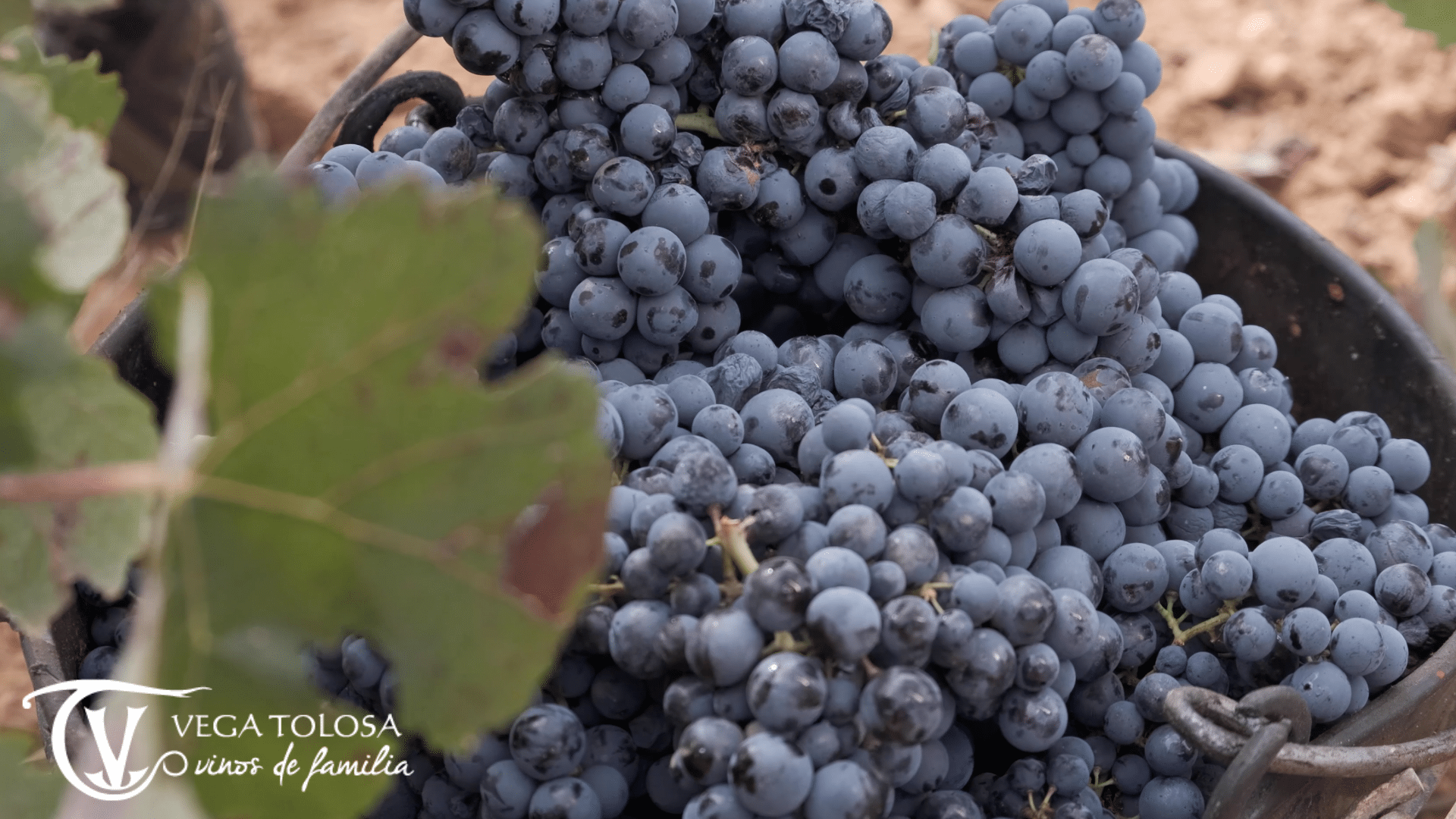 vinos tintos de la manchuela